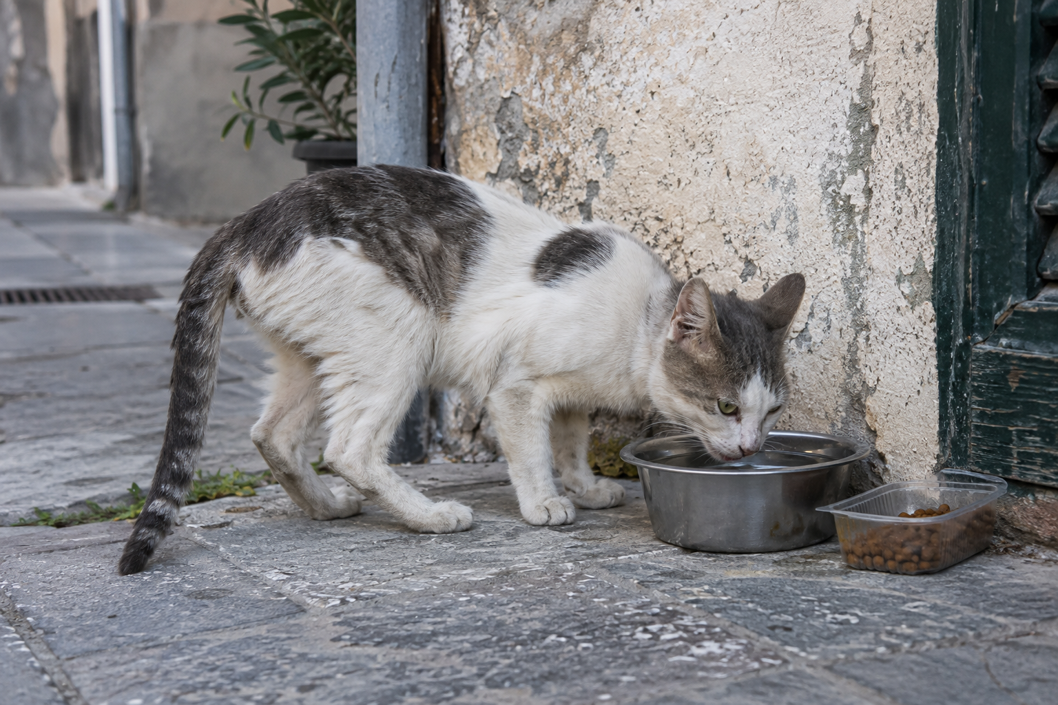 Λεπτή αδέσποτη γάτα πίνει νερό σε καθαρό σημείο σίτισης