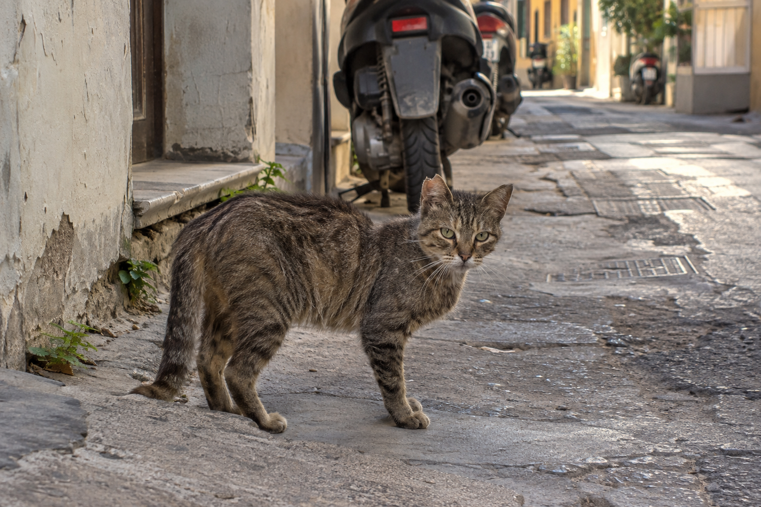 Λεπτή αδέσποτη γάτα σε φθαρμένο στενό ελληνικής γειτονιάς
